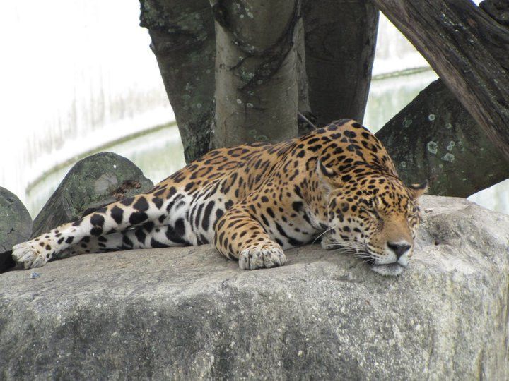 Parque del Este-加拉加斯必去景点