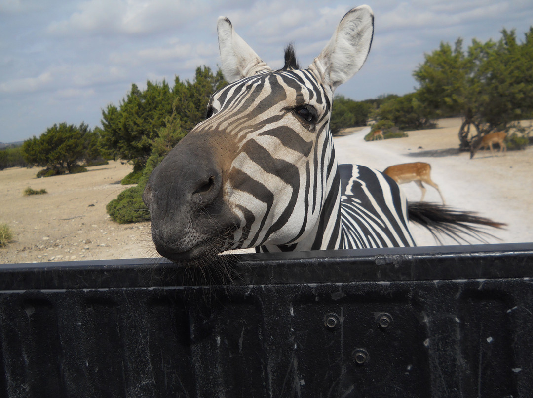 Topsey Exotic Ranch & Drive Thru Safari-Copperas Cove必去景点
