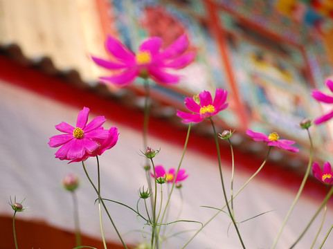 九寨沟格桑花客栈主图