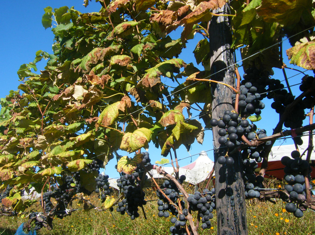 Tsurunuma Winery-浦臼町必去景点