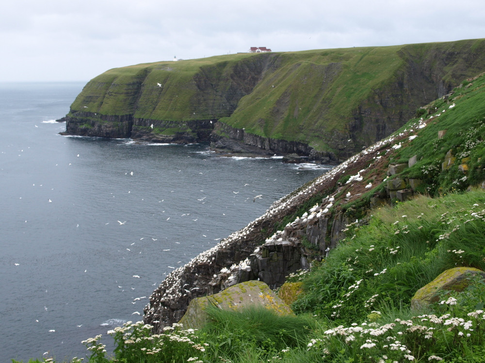 Cape St. Mary's Ecological Reserve景点图片