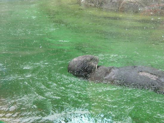 Oregon Coast Aquarium-纽波特必去景点