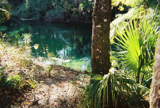 Blue Spring State Park-橙县必去景点