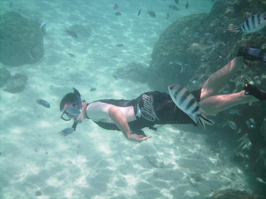 Coral Gardens-波拉波拉岛必去景点