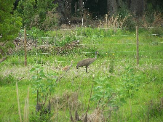 Captain Fred's Airboat Nature Tours-Lake Hamilton必去景点