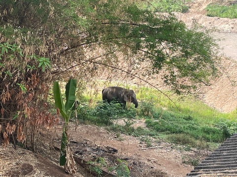 清迈T.U.M骑象之行-清迈必去景点