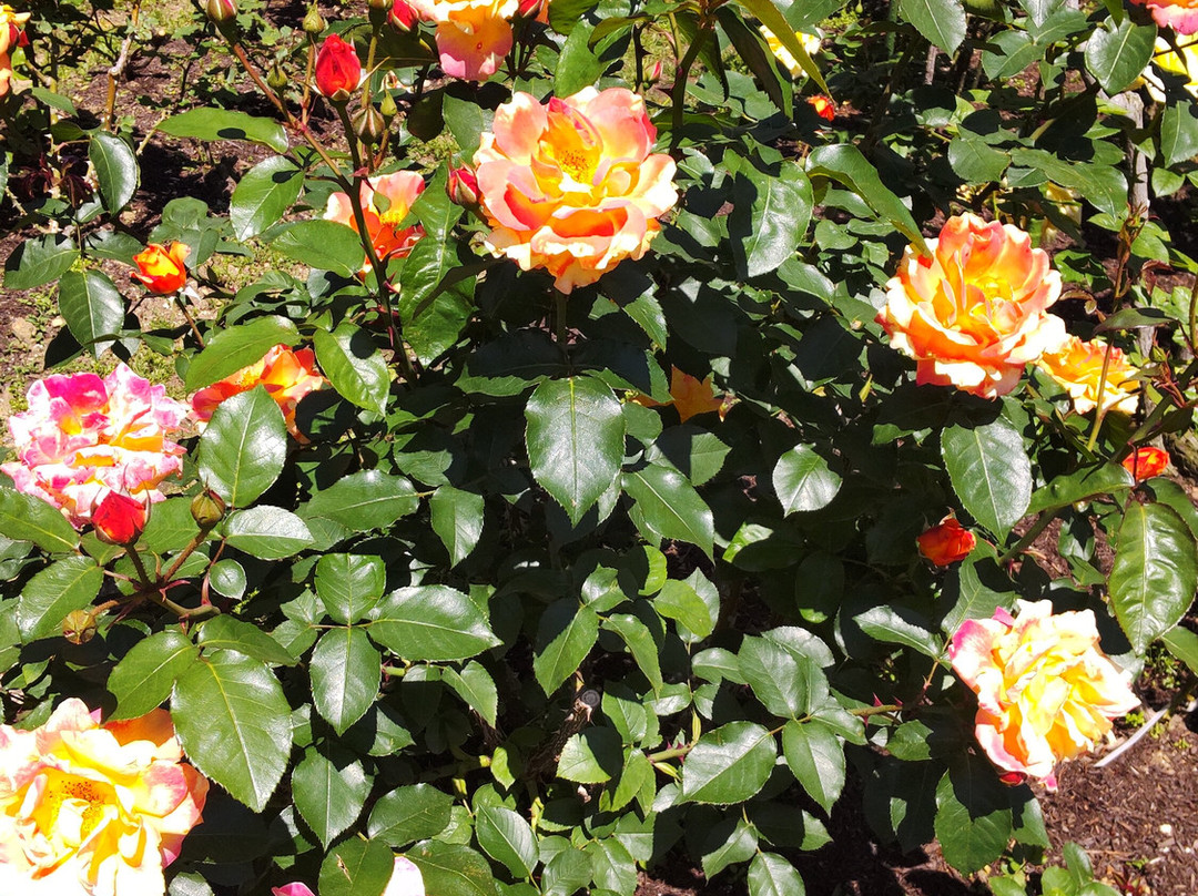 Togashi Rose Garden景点图片