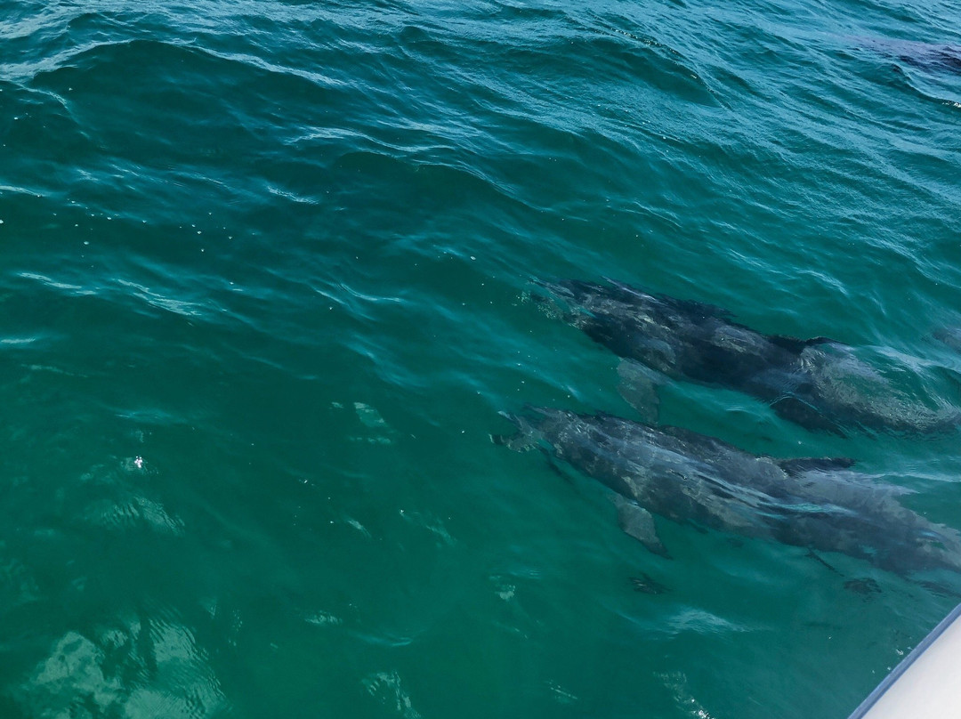 Jervis Bay Eco Adventures-Day Boat Tours-赫斯基森必去景点