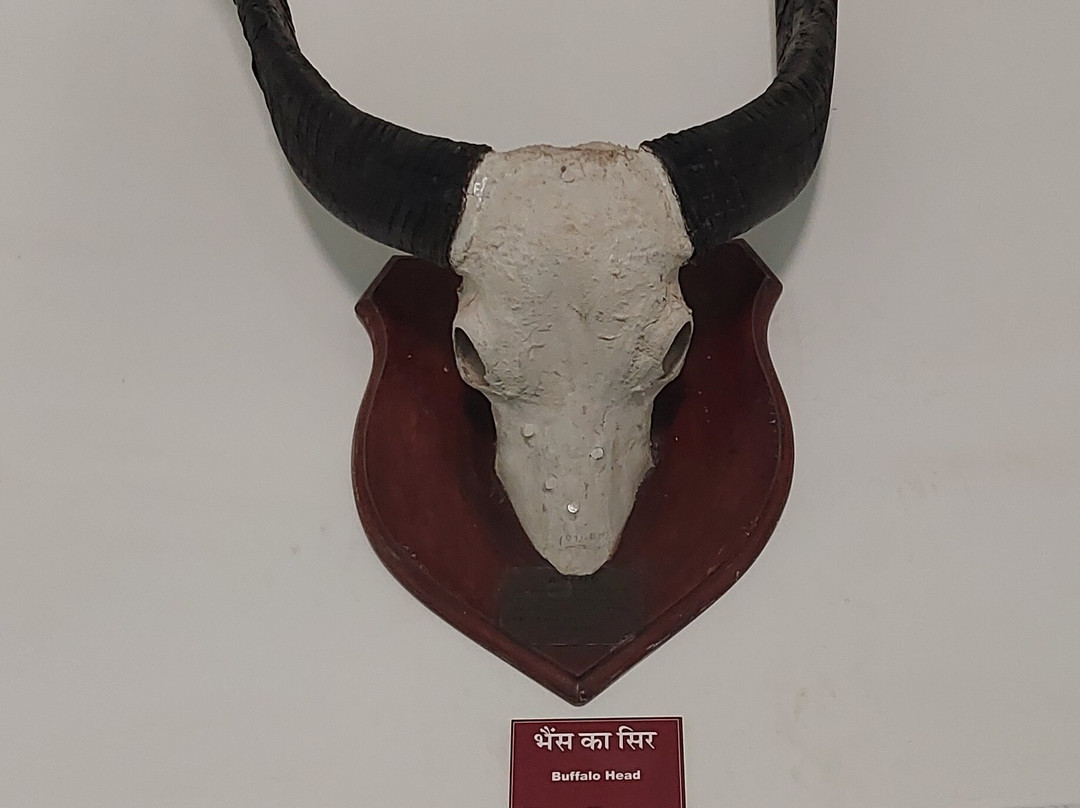 Ganga Singh Museum景点图片