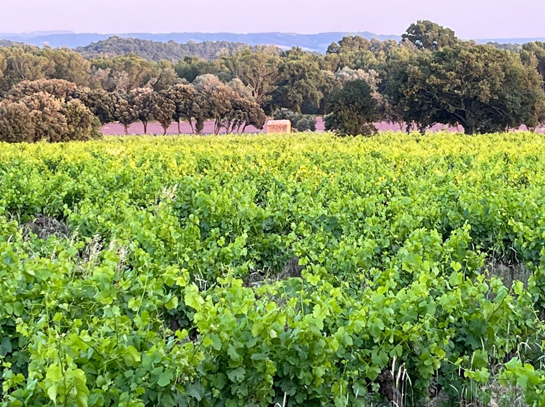 Domaine de Montine景点图片