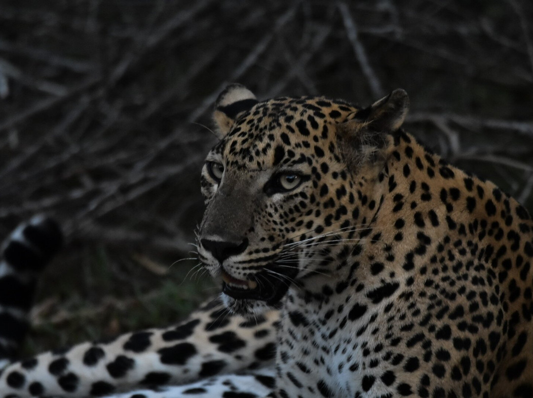 Daya Safari Jeep Service-蒂瑟默哈拉默必去景点