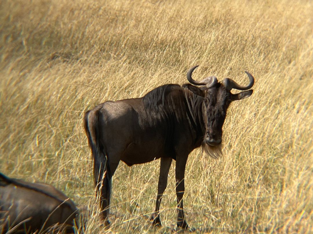 Wild Voyager-纽约市必去景点