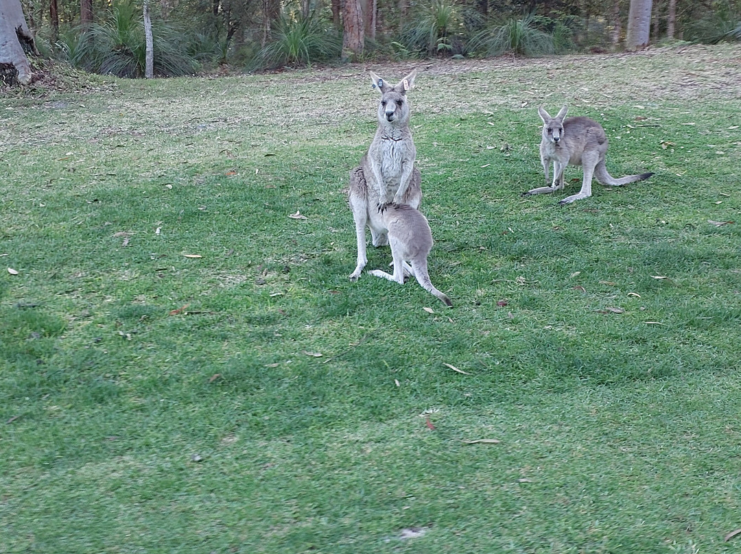 Kangaroo Encounters Guided Tours景点图片