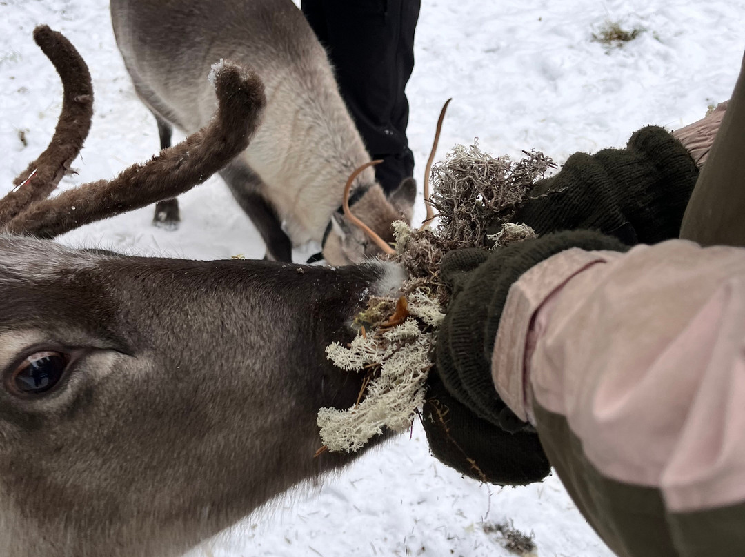 Kaatis Reindeers-Overkalix必去景点