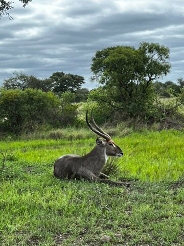 Wildly Connected Safaris