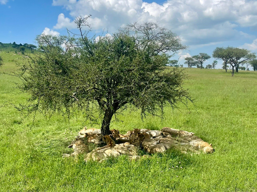 Tanzania Juvenile Safaris-阿鲁沙必去景点