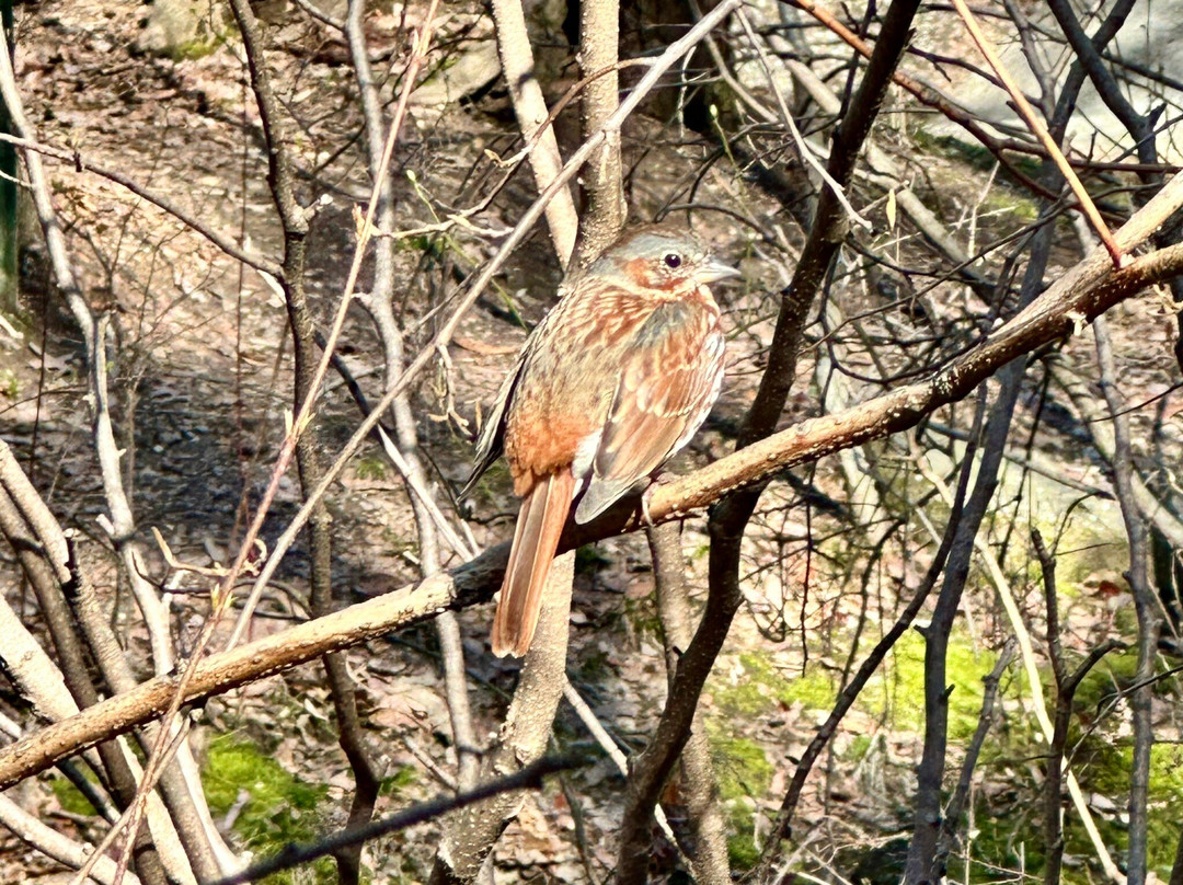 Birding Bob-纽约市必去景点