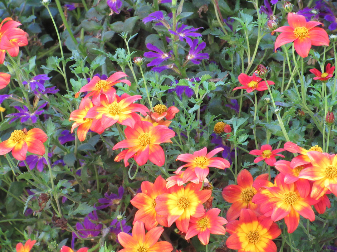 Oshawa Valley Botanical Gardens-奥沙瓦必去景点