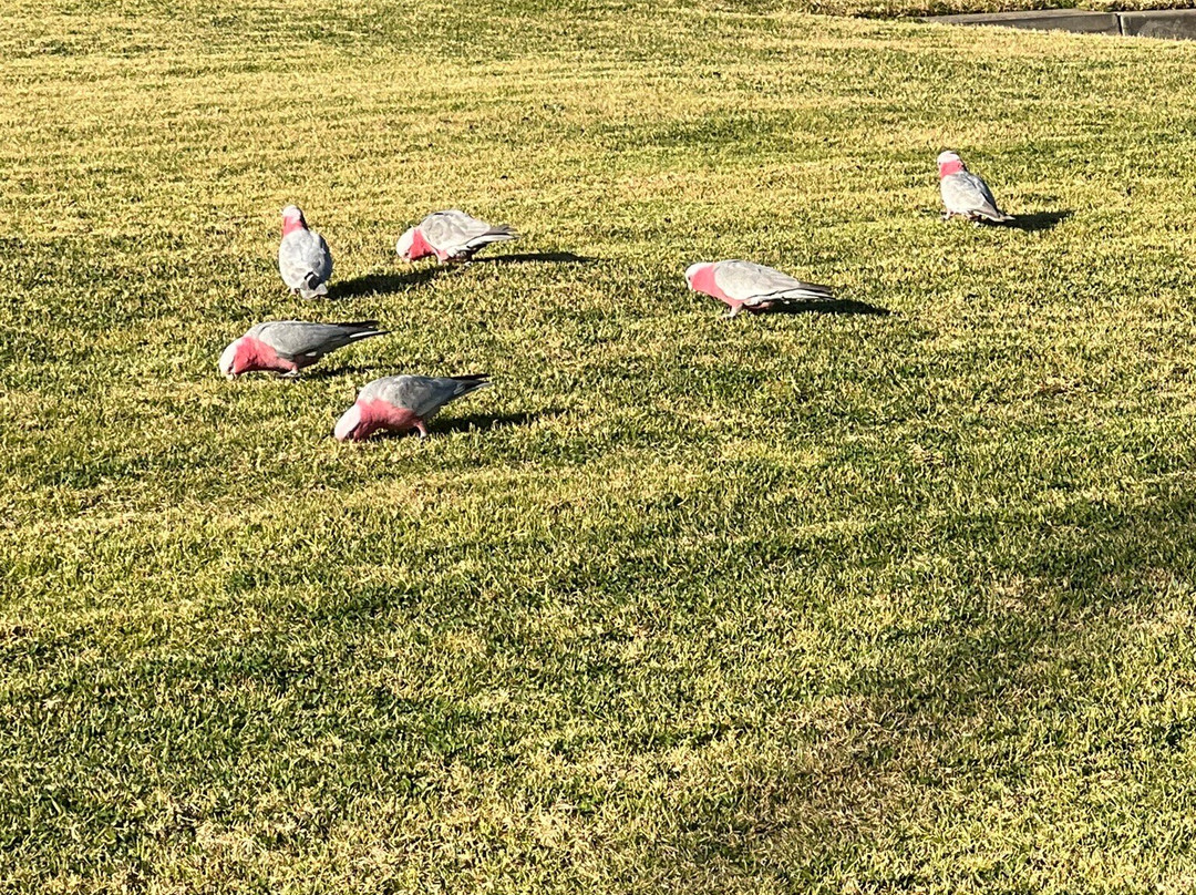 Junee Motor Inn主图