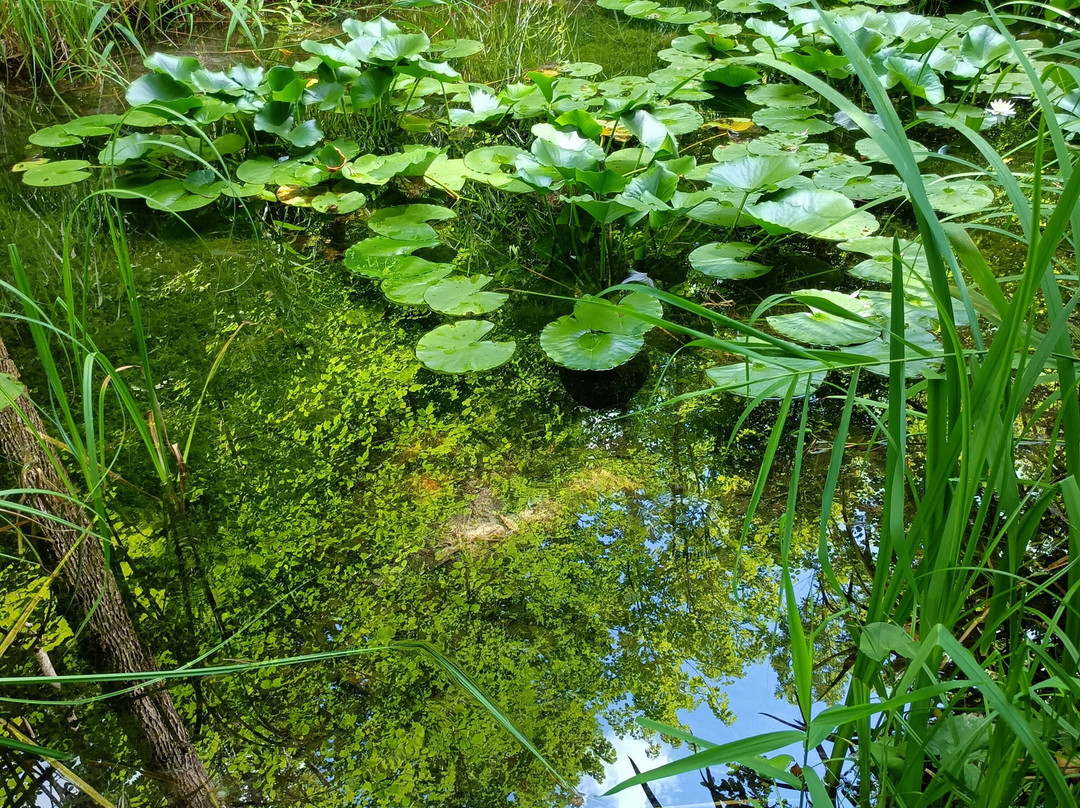 Giardino Botanico Valbonella景点图片
