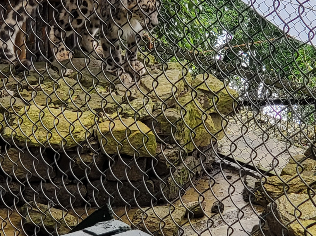 Padmaja Naidu Himalayan Zoological Park-大吉岭必去景点