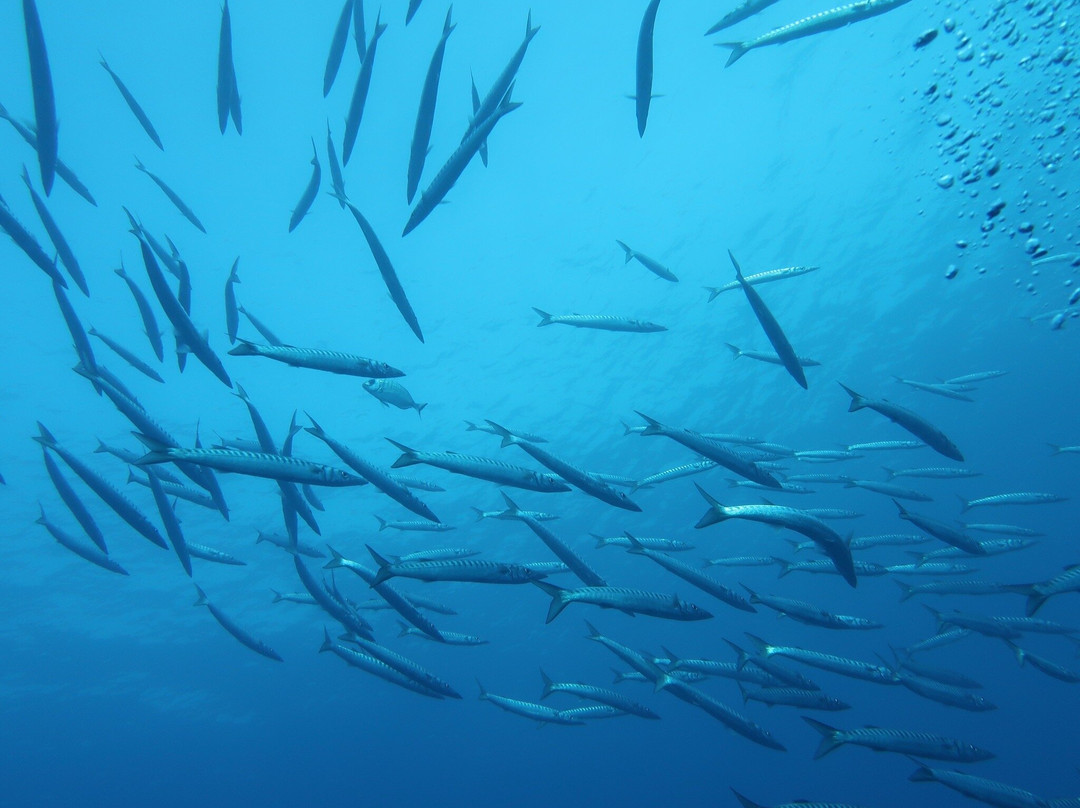 Marina di Campo Diving景点图片