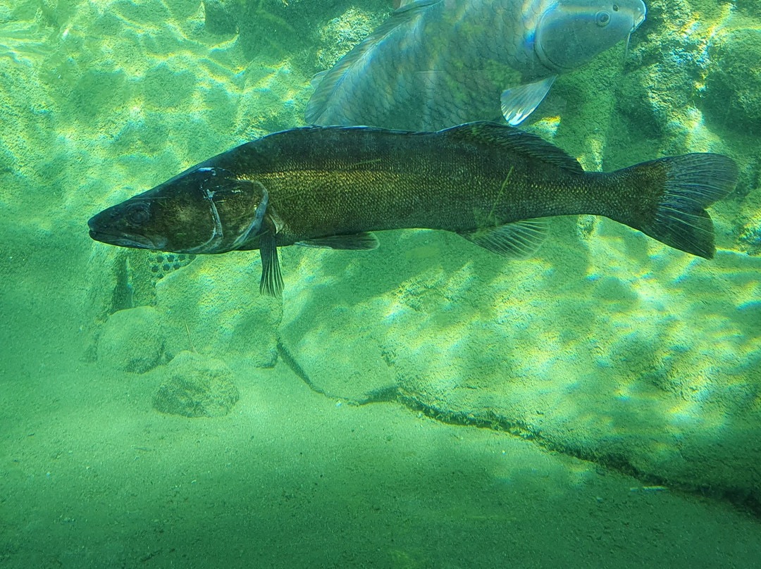 Aquarium du Perigord Noir景点图片