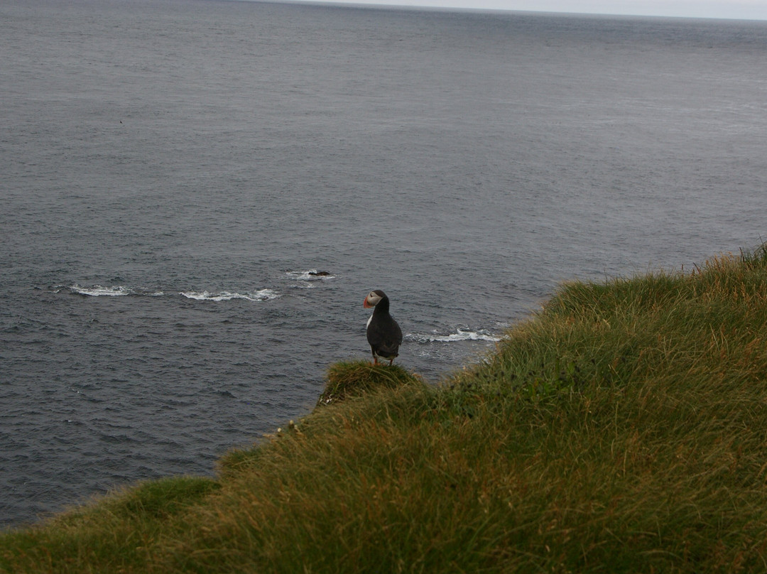 Latrabjarg bird cliffs景点图片