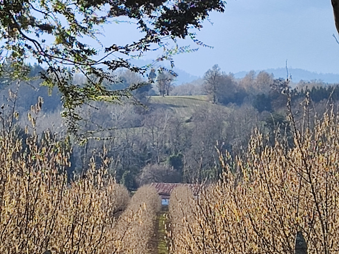 Plaza Anibal Pinto-特木科必去景点