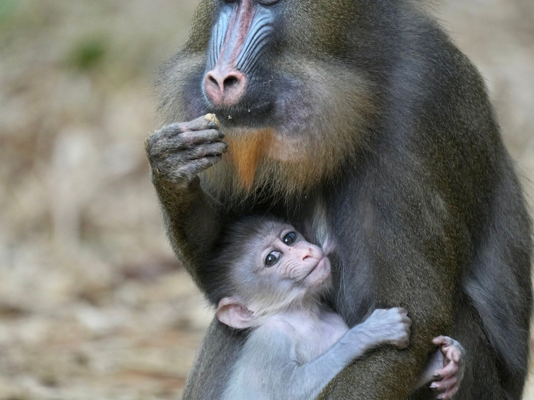 Parc De La Lekedi-Moanda必去景点