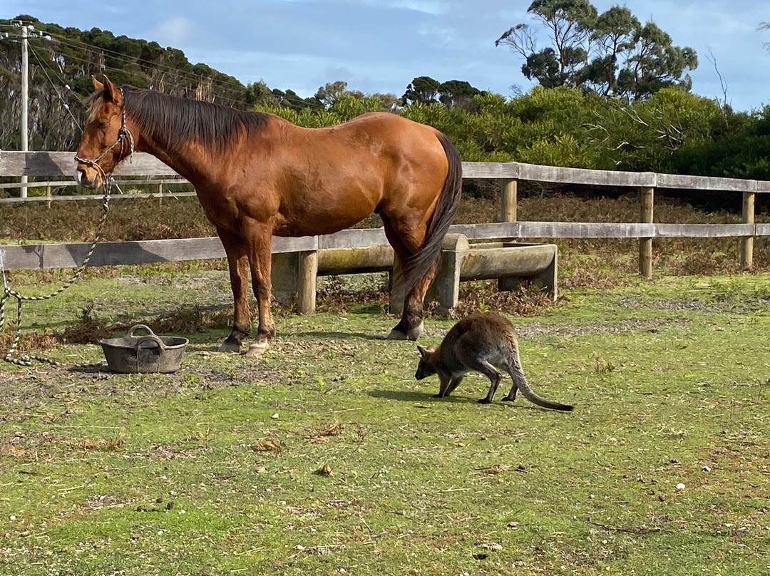 Cradle Country Adventures-摇篮山圣克莱尔湖国家公园必去景点