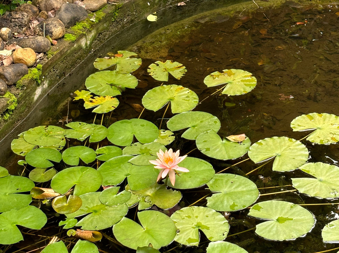 Treebo Trend Rock Valley主图