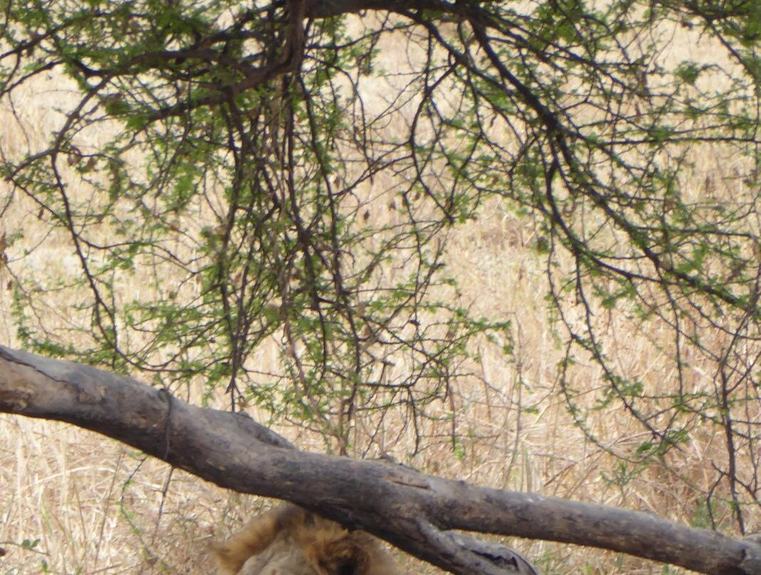 Alledom Safaris-阿鲁沙必去景点