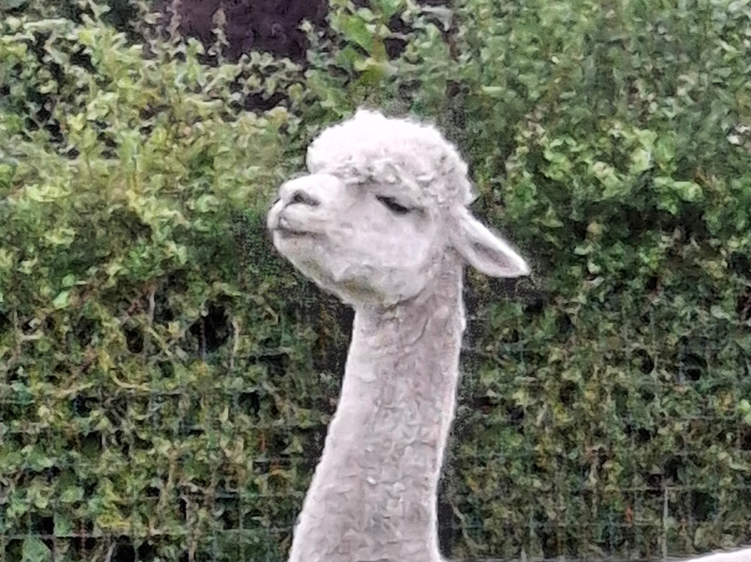 Yew Tree Alpacas景点图片