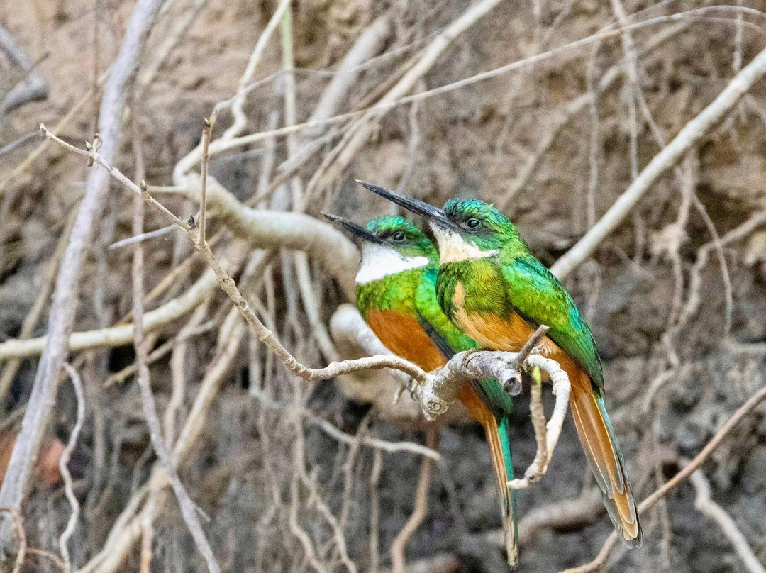 Pantanal Photo Tours景点图片