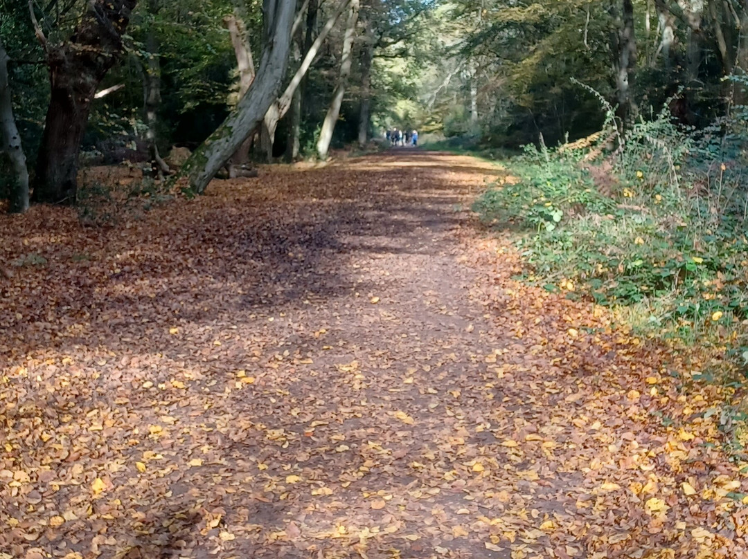 Epping Forest景点图片