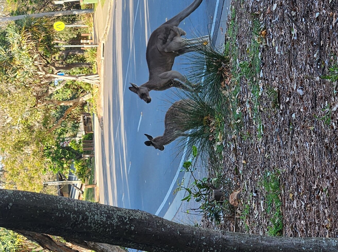 Point Lookout Beach景点图片