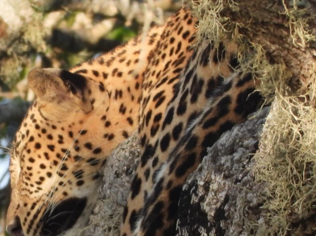 Deesha Safari Tours-蒂瑟默哈拉默必去景点