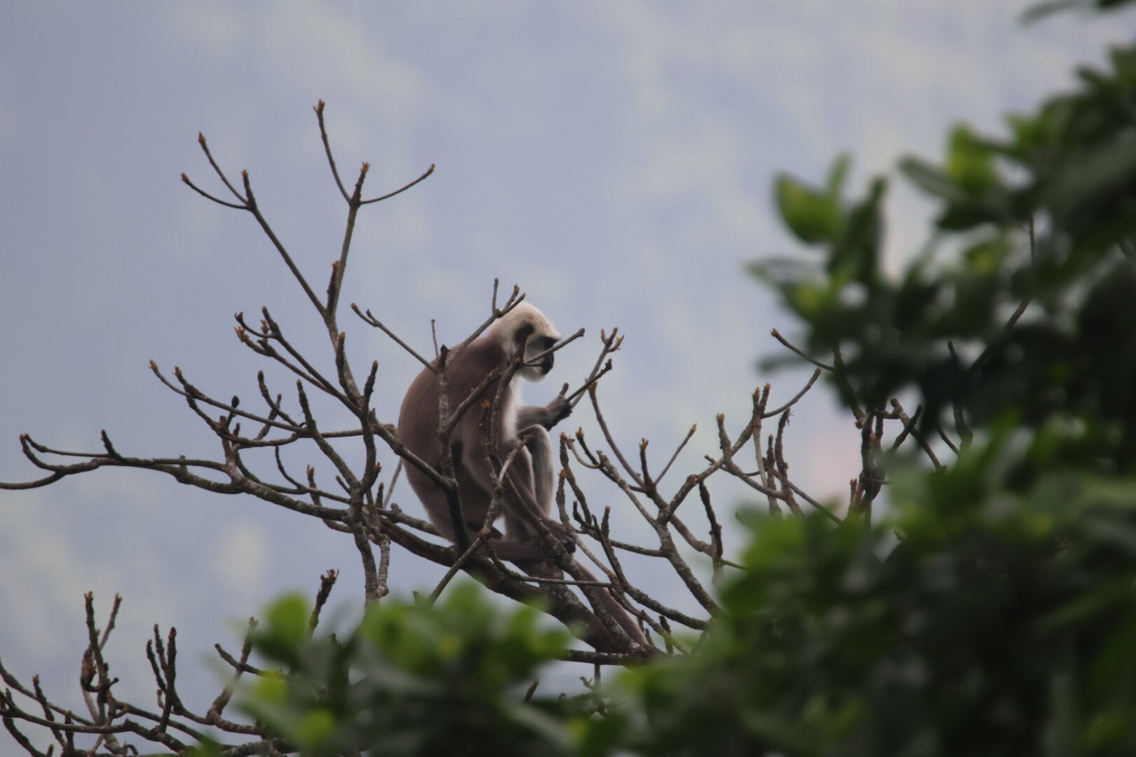 Habre's Nest-官方