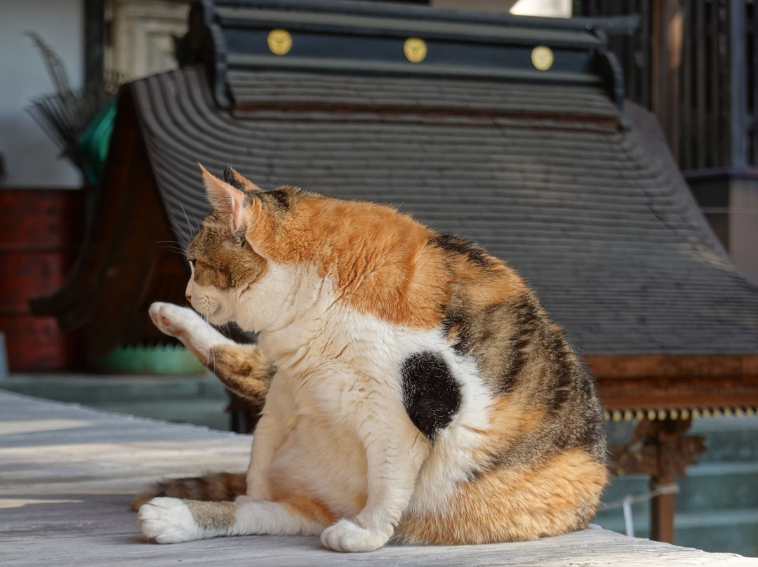 Kamowakeikazu Shrine-佐野市必去景点