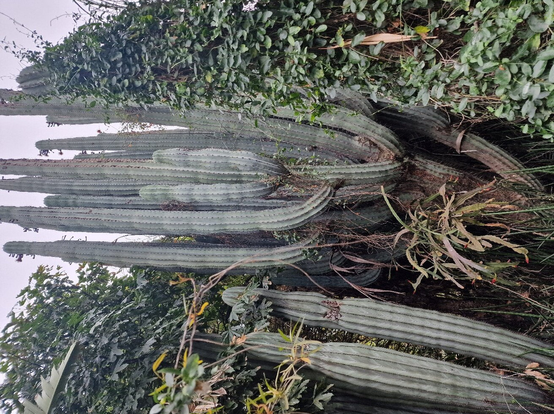 Obesa Cacti Nursery-格拉夫-里内特必去景点
