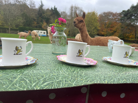 Chapel Ground Alpacas-Cleeve必去景点