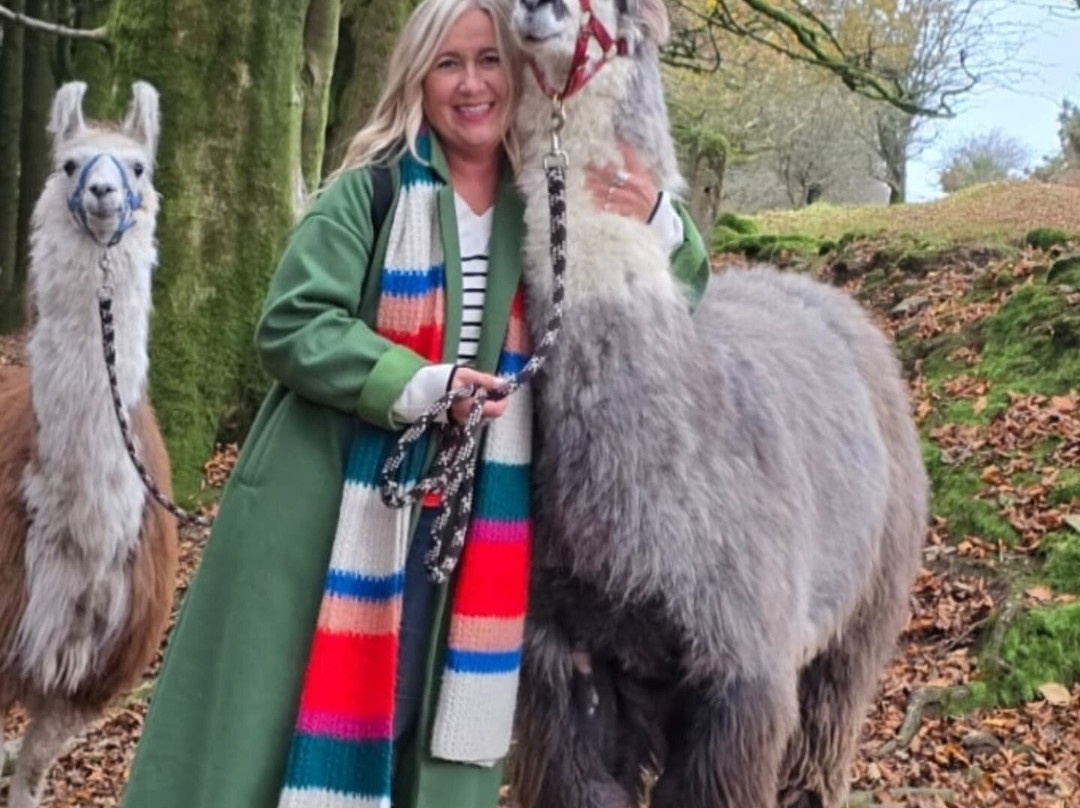 Dartmoor Llama Walks景点图片