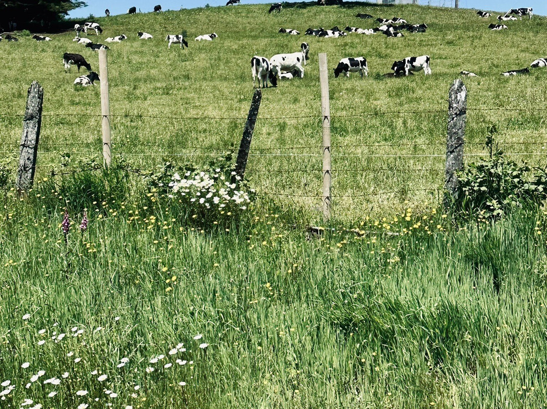 Rueda Chile-Ensenada必去景点