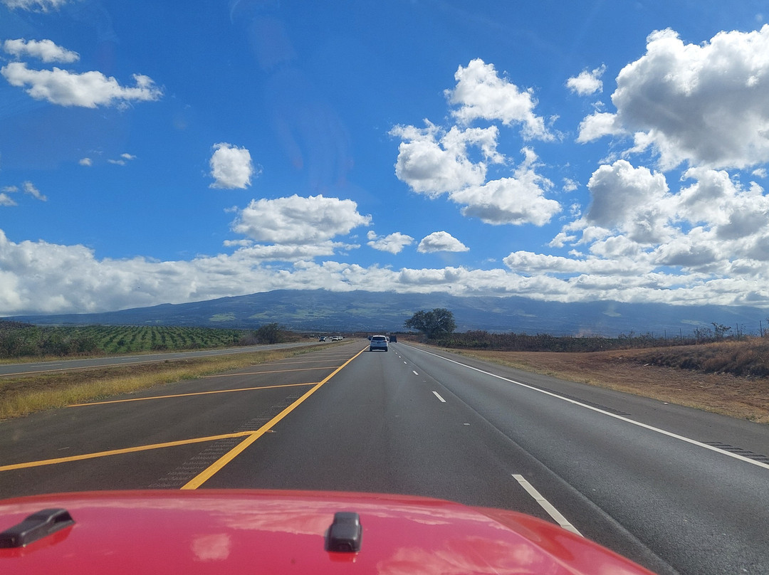 Maui Tea Farm-库拉必去景点