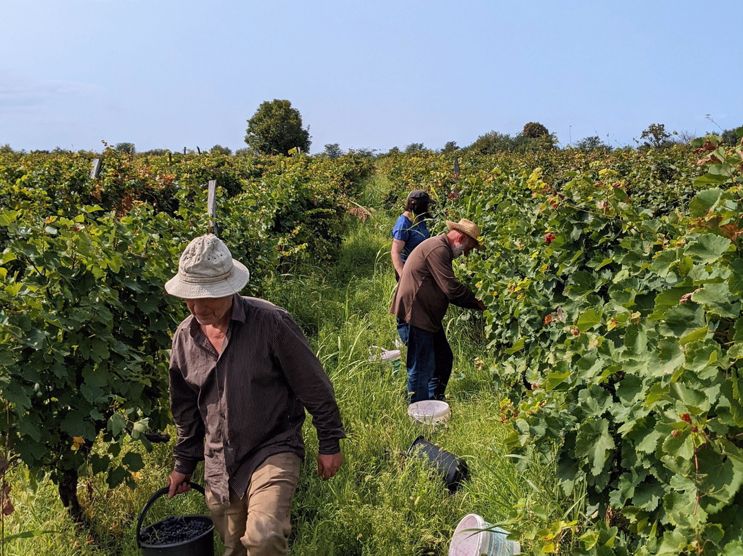 Sesikeli Winery-Telavi必去景点