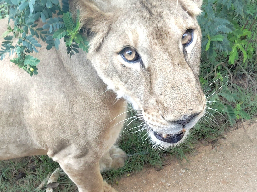 Sri Venkateswara National Park景点图片
