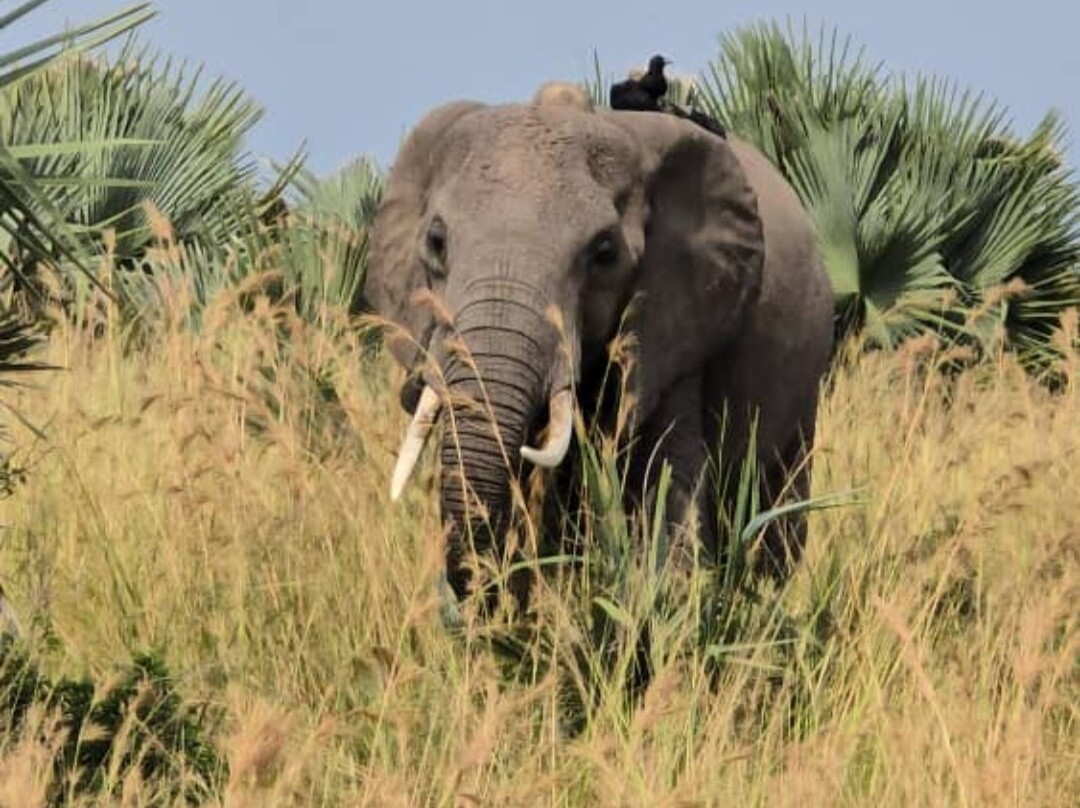 Abigail Safaris Limited-Bukoto必去景点