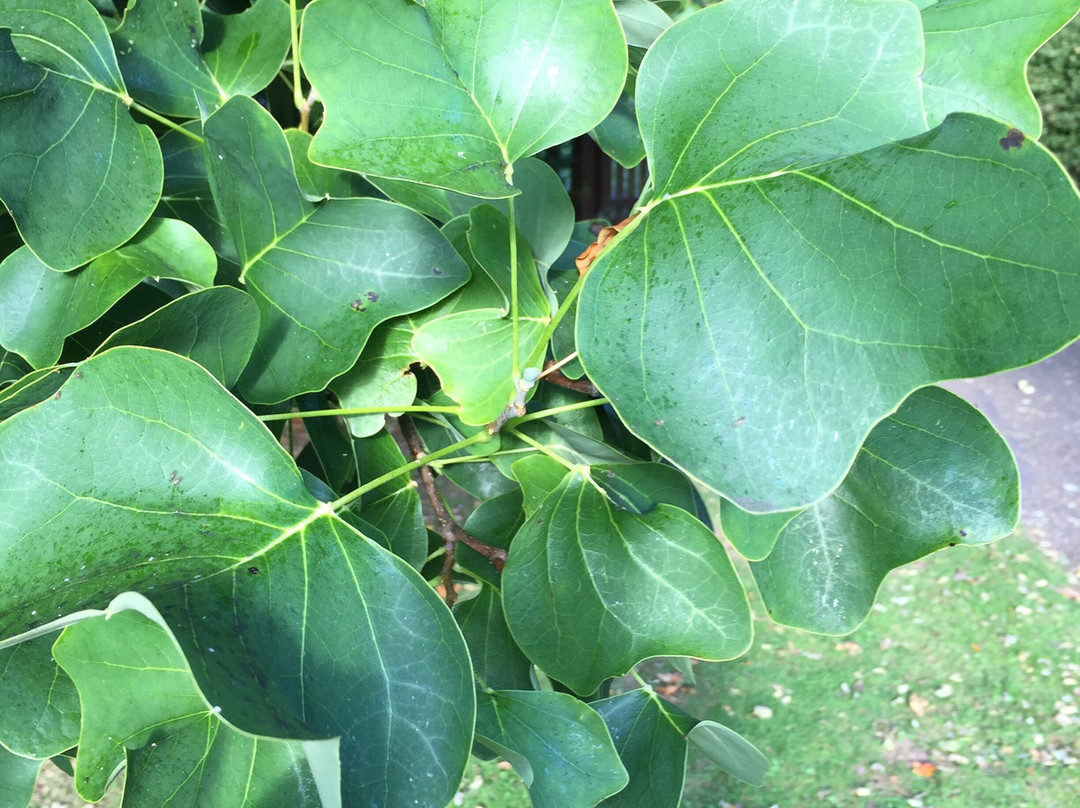 Bowhayes Trees-Ottery St. Mary必去景点