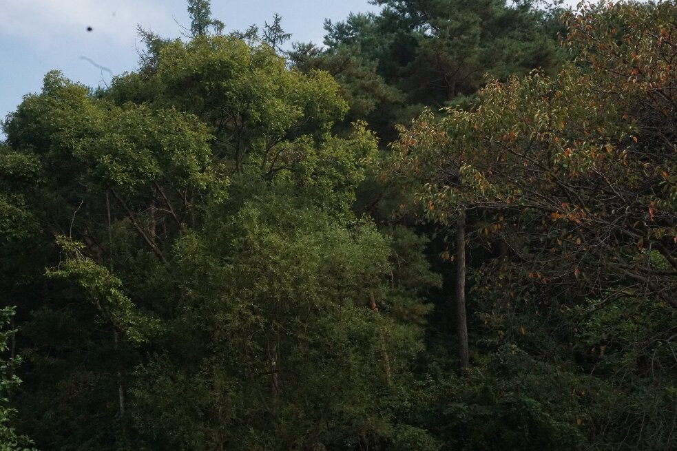 Oeam Folk Village-牙山市必去景点